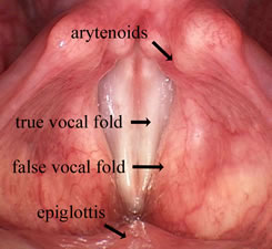 HPV - Papillomas of the Larynx